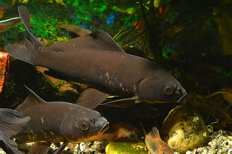 Black Koi Fish: Info, Pictures, Origins & Facts .